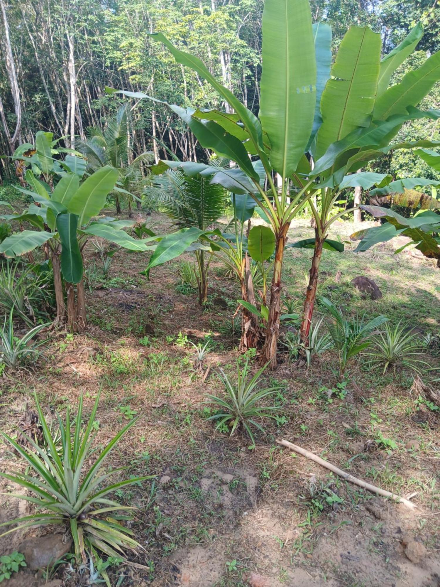 Pineapple Gardens 호텔 Ko Kut 외부 사진